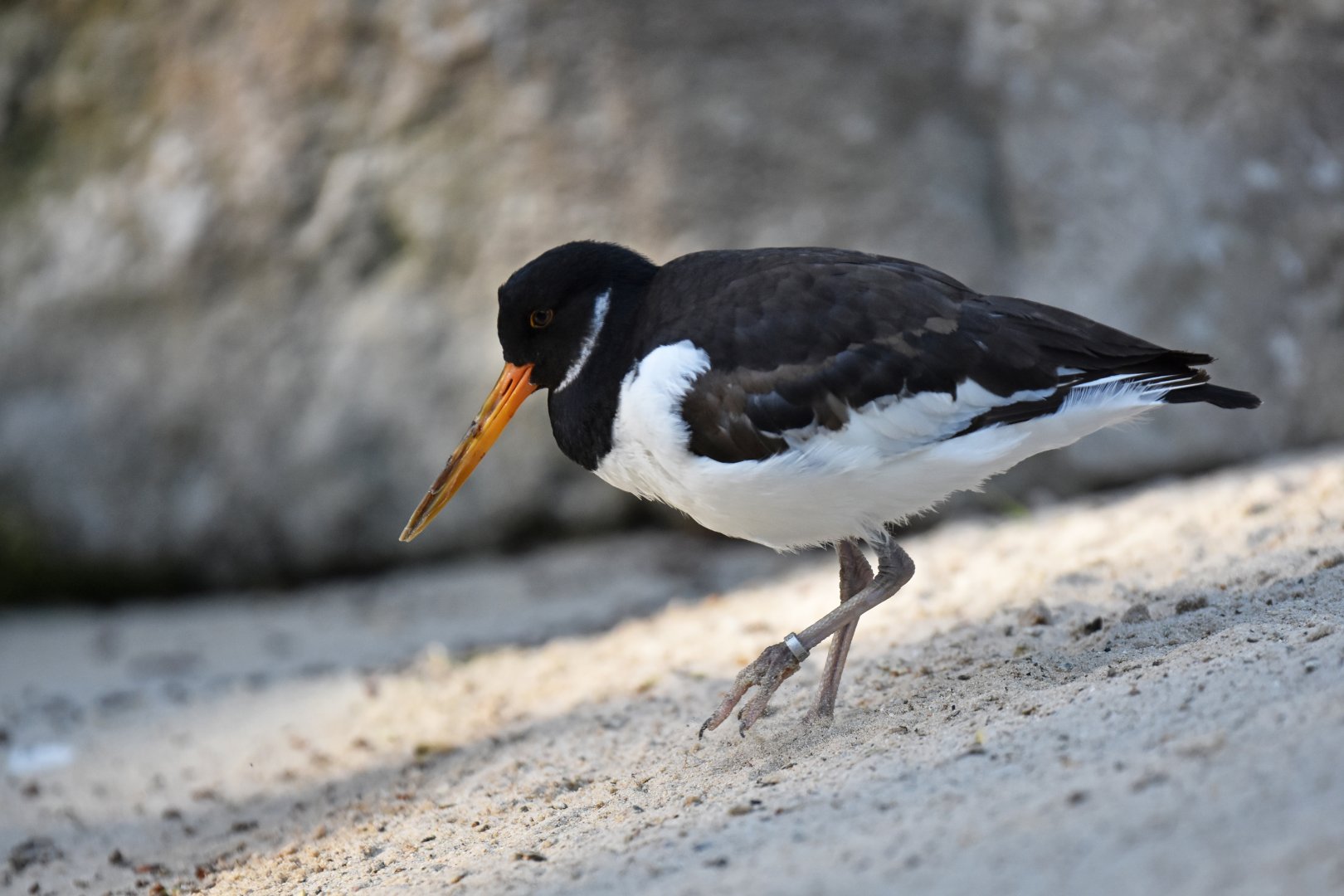 Eurasian oystercatcher (Haematopus ostralegus)