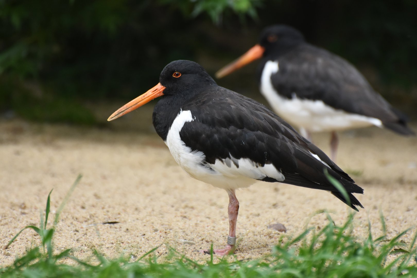 Eurasian Oystercatcher  Haematopus ostralegus