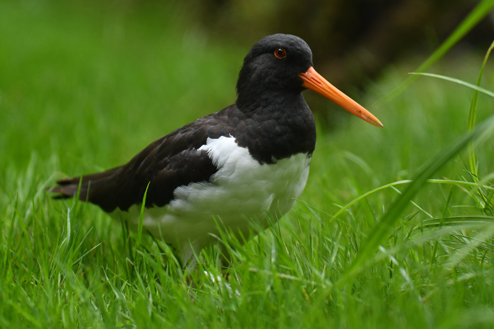 Eurasian Oystercatcher Haematopus ostralegus