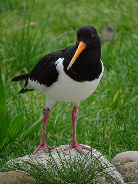 Eurasian Oystercatcher (Haematopus ostralegus)