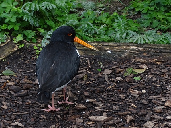 Eurasian Oystercatcher (Haematopus ostralegus)