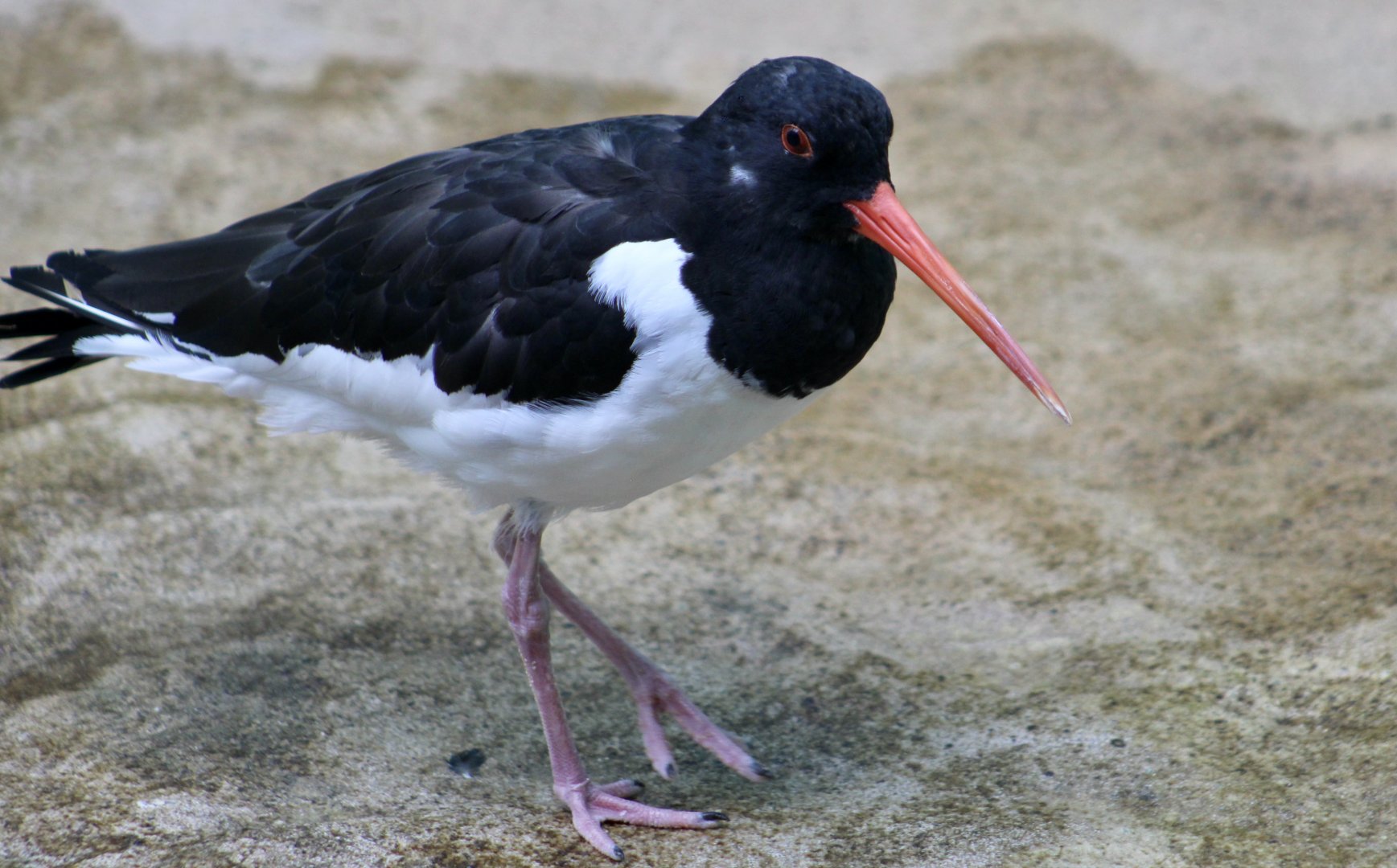 Eurasian Oystercatcher (Haematopus ostralegus)