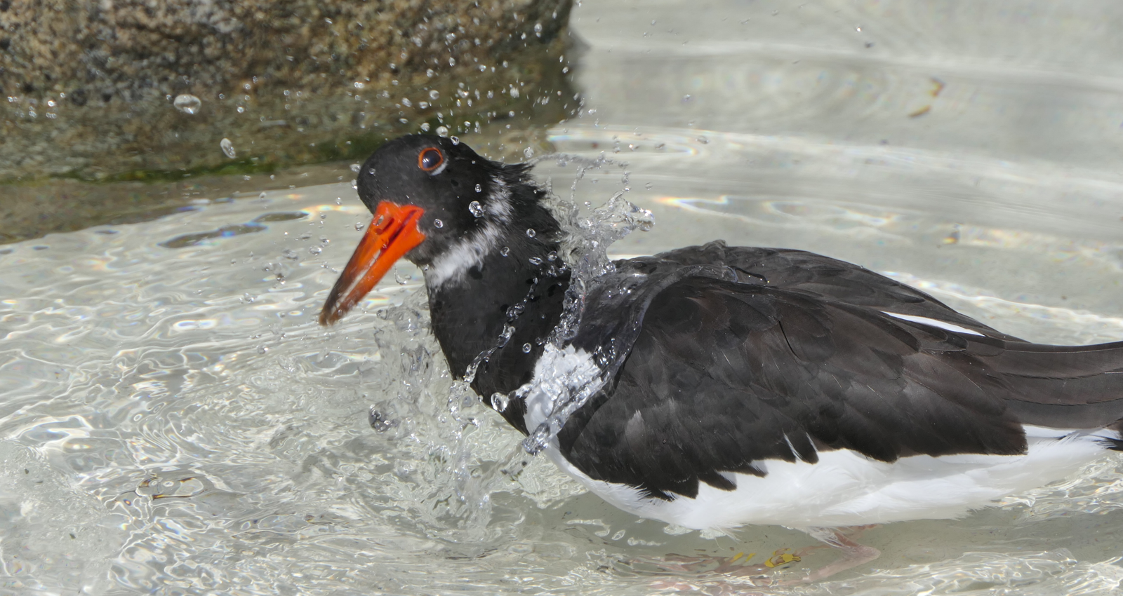 Eurasian Oystercatcher (Haematopus ostralegus)