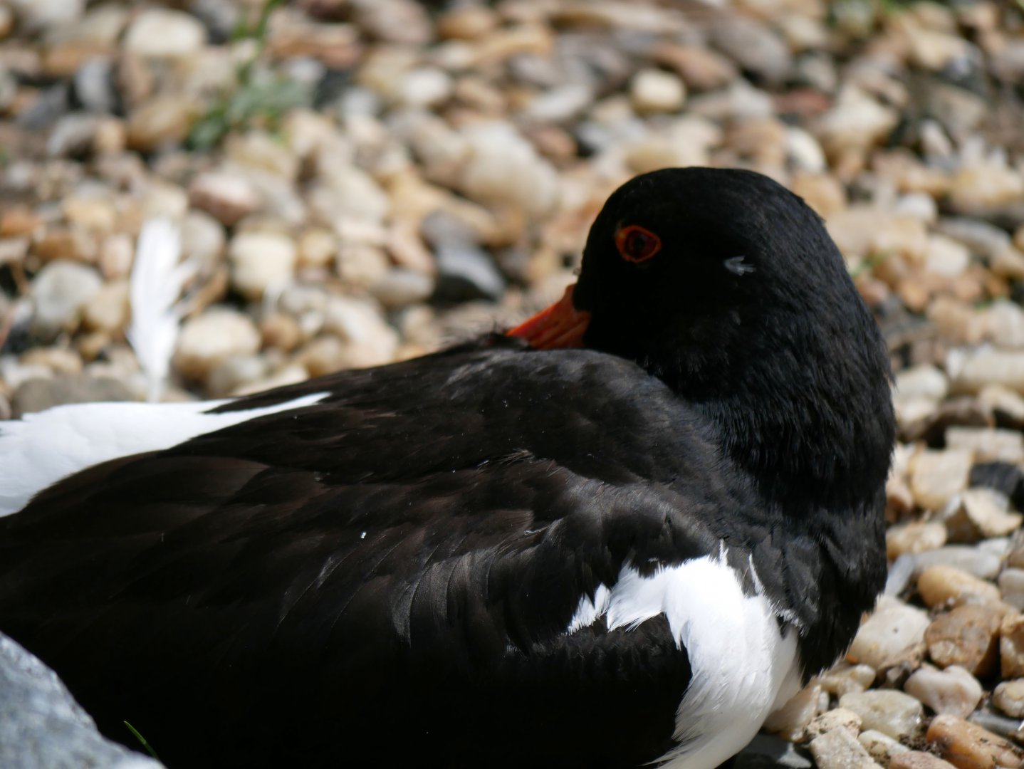 Eurasian oystercatcher (Haematopus ostralegus)