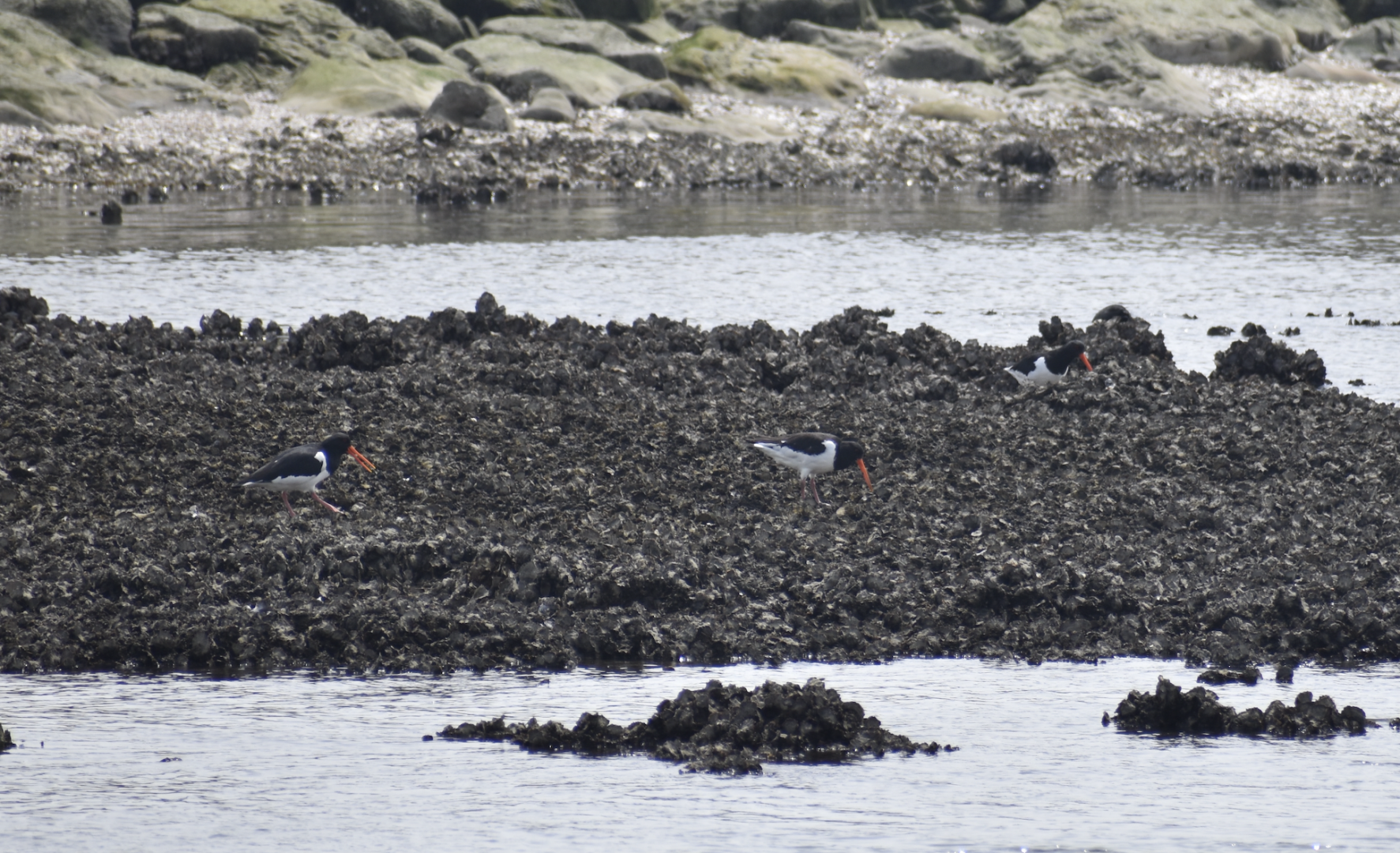 Eurasian Oystercatcher ~ Kasai Rinkai Bird Sanctuary