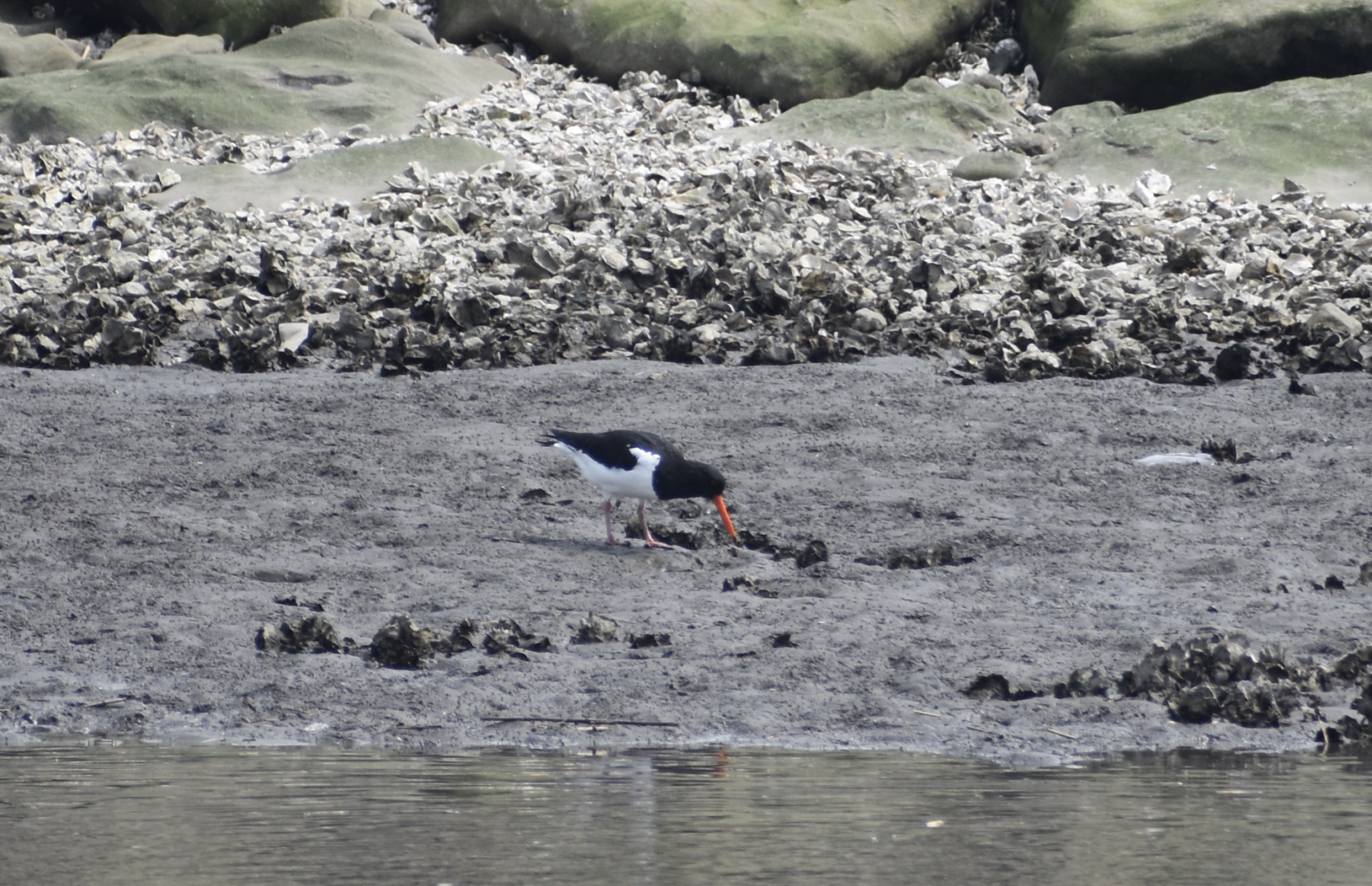 Eurasian Oystercatcher ~ Kasai Rinkai Bird Sanctuary
