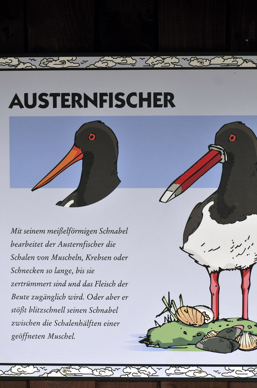 Eurasian Oystercatcher Sign