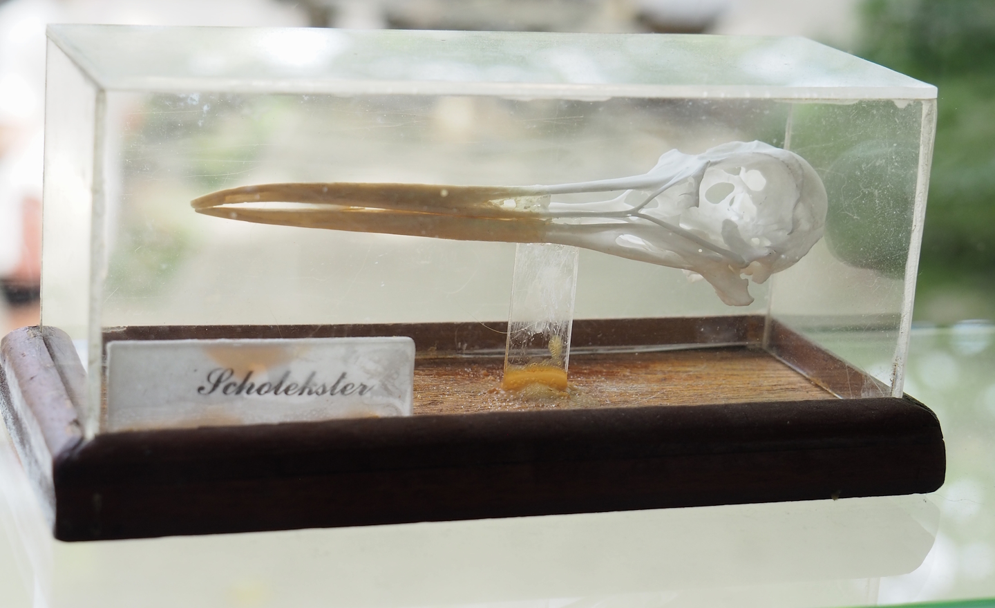 Eurasian oystercatcher skull in education building, 2023-08-15