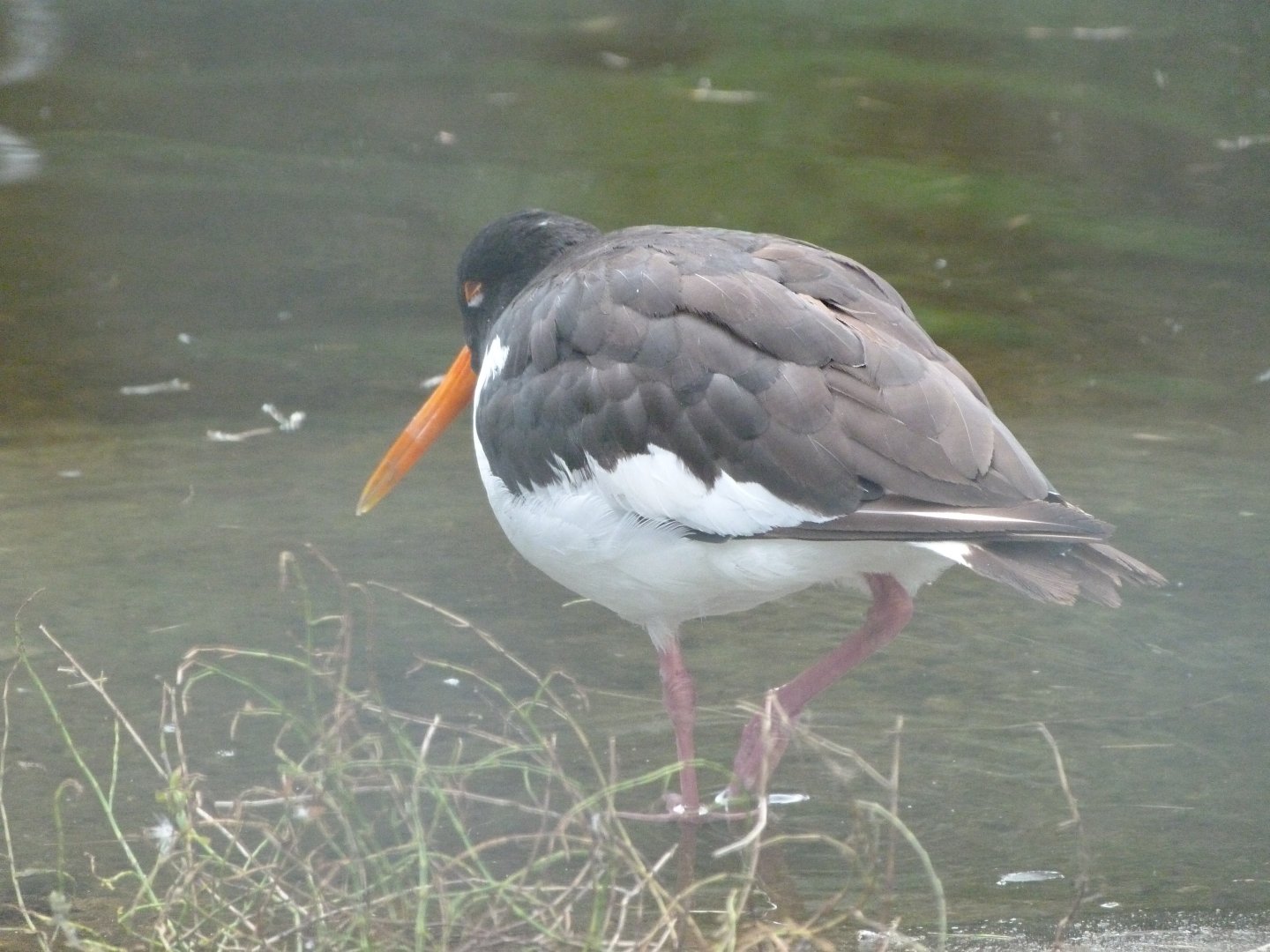 Eurasian oystercatcher -Tierpark Berlin (2024)