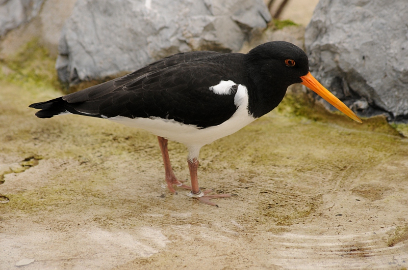 Eurasian Oystercatcher