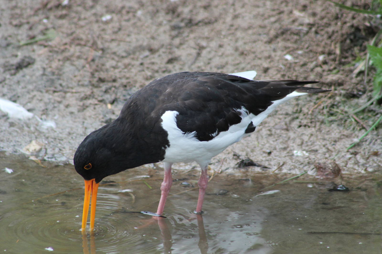 Eurasian oystercatcher