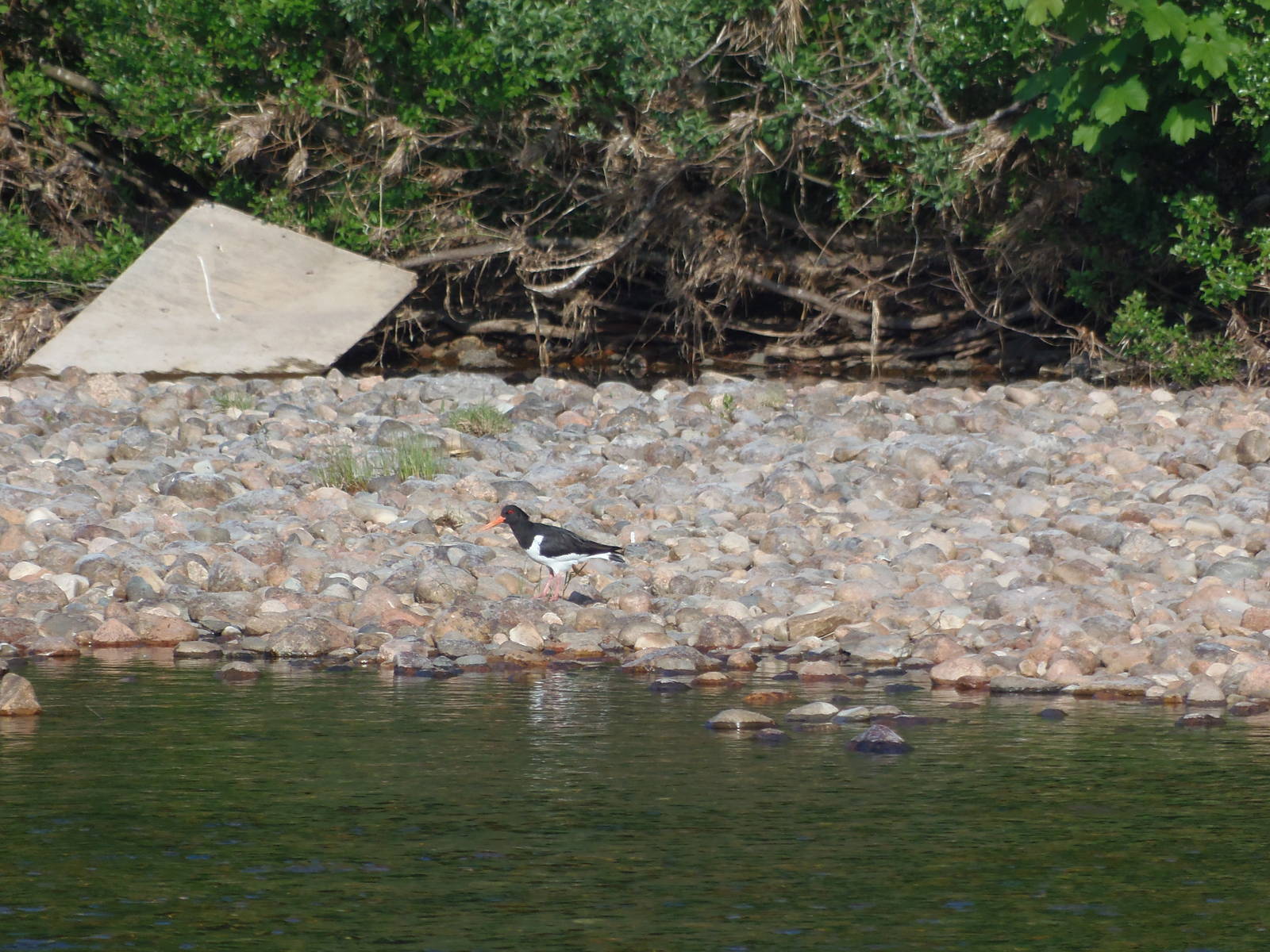 Eurasian oystercatcher