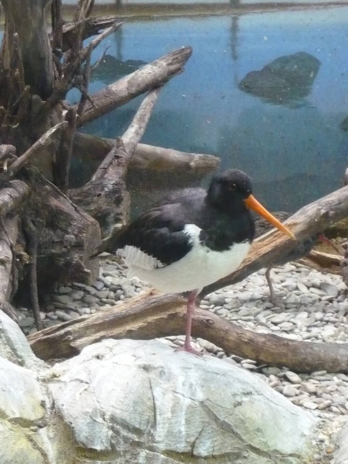 Eurasian oystercatcher