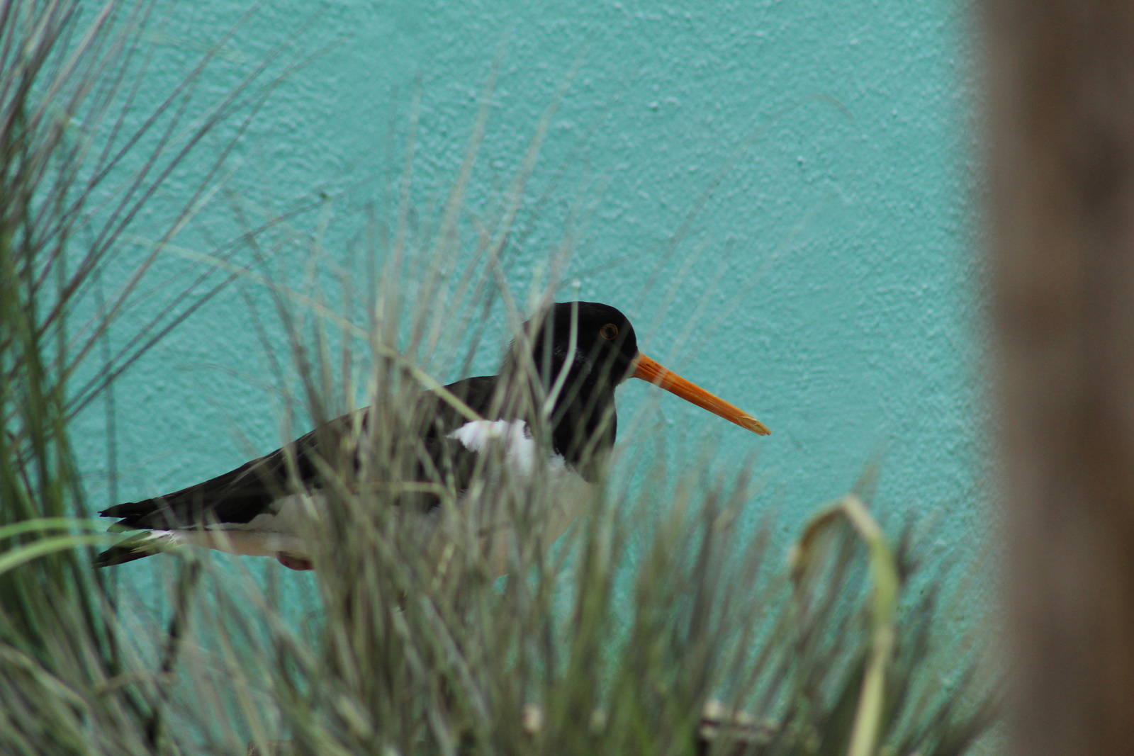 Eurasian Oystercatcher