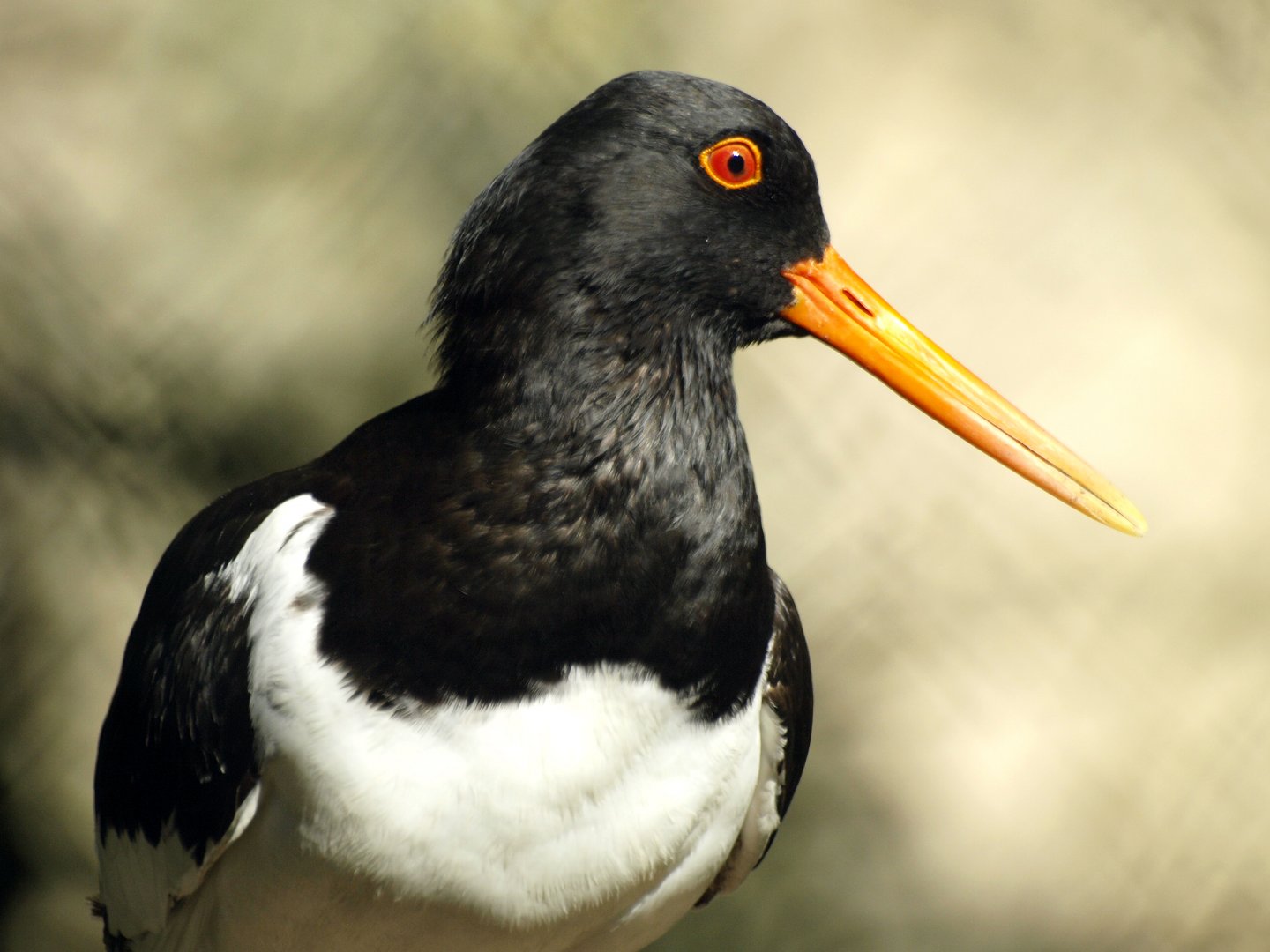 Eurasian oystercatcher