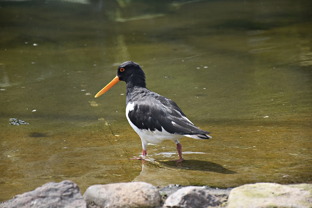 Eurasian oystercatcher