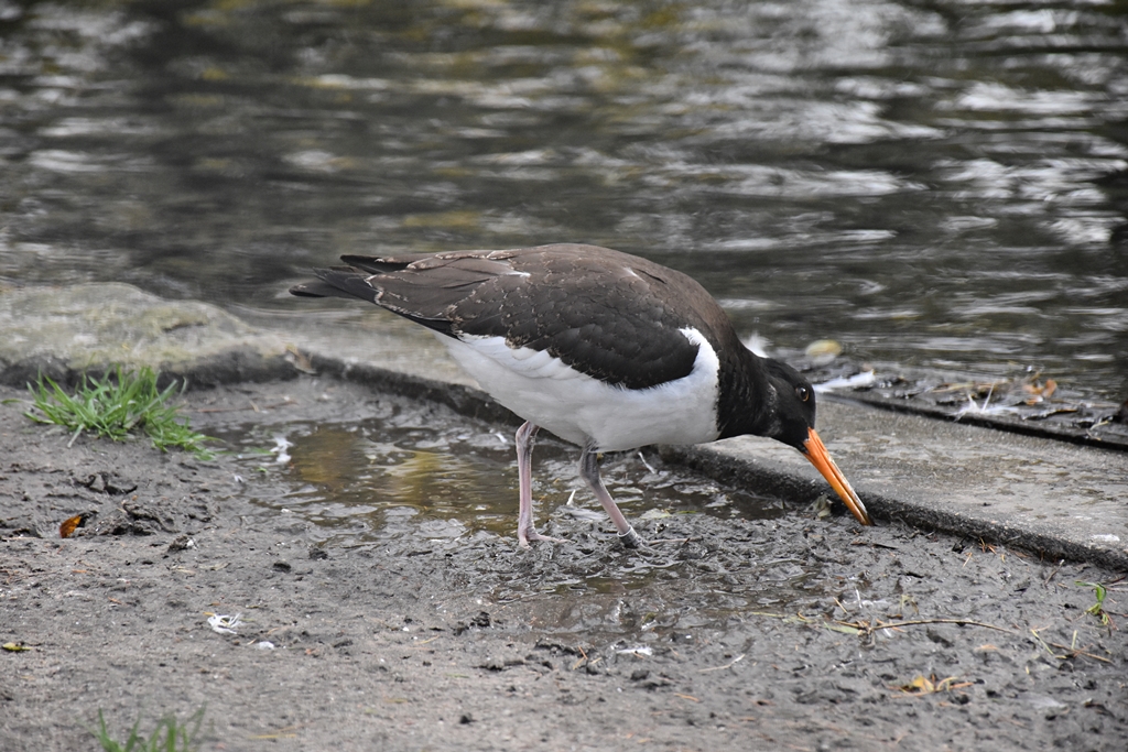 Eurasian oystercatcher