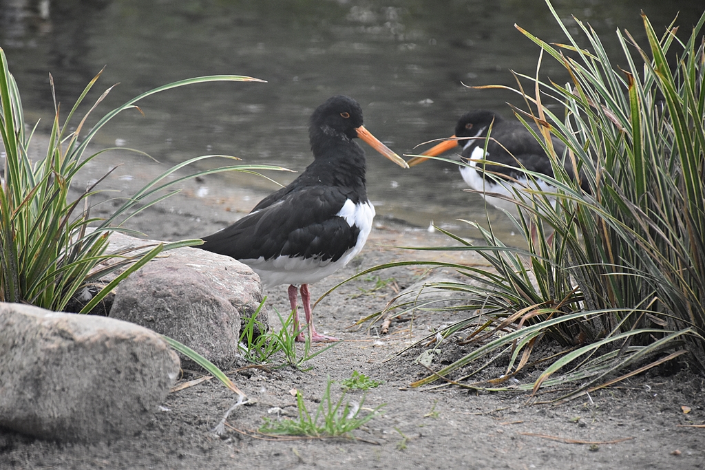 Eurasian oystercatcher
