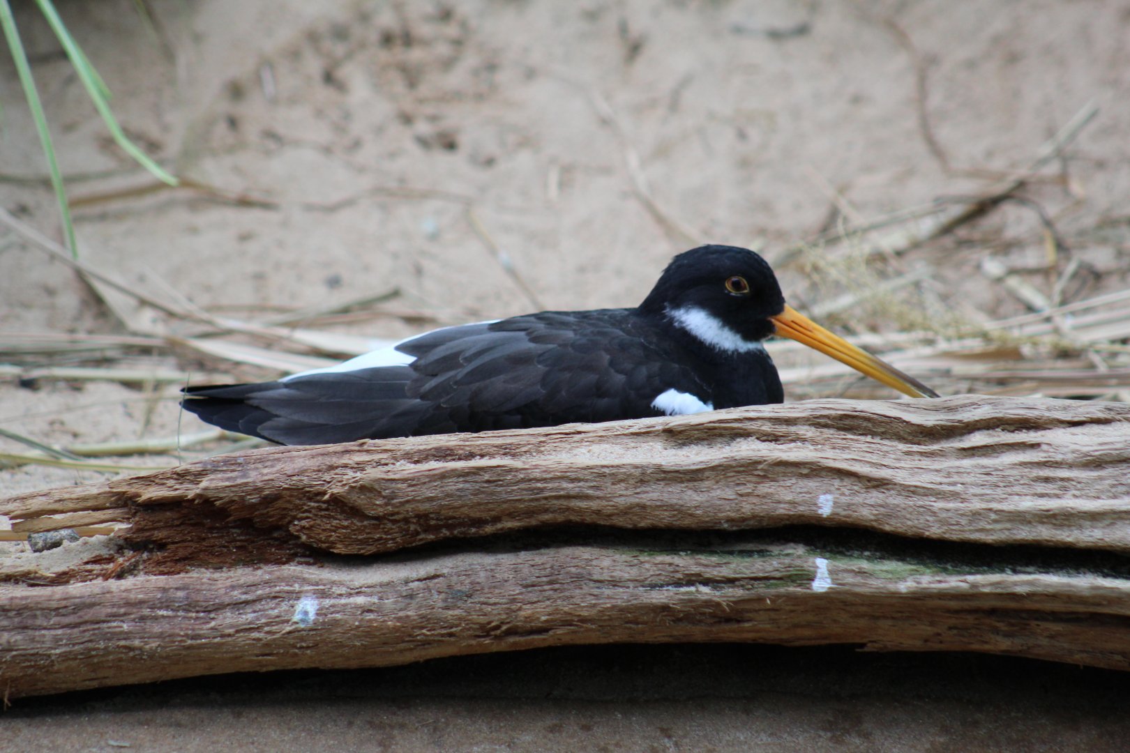 Eurasian Oystercatcher?