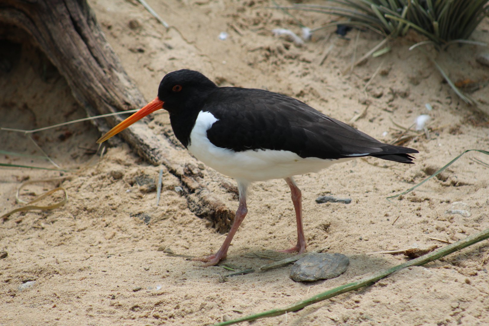 Eurasian Oystercatcher