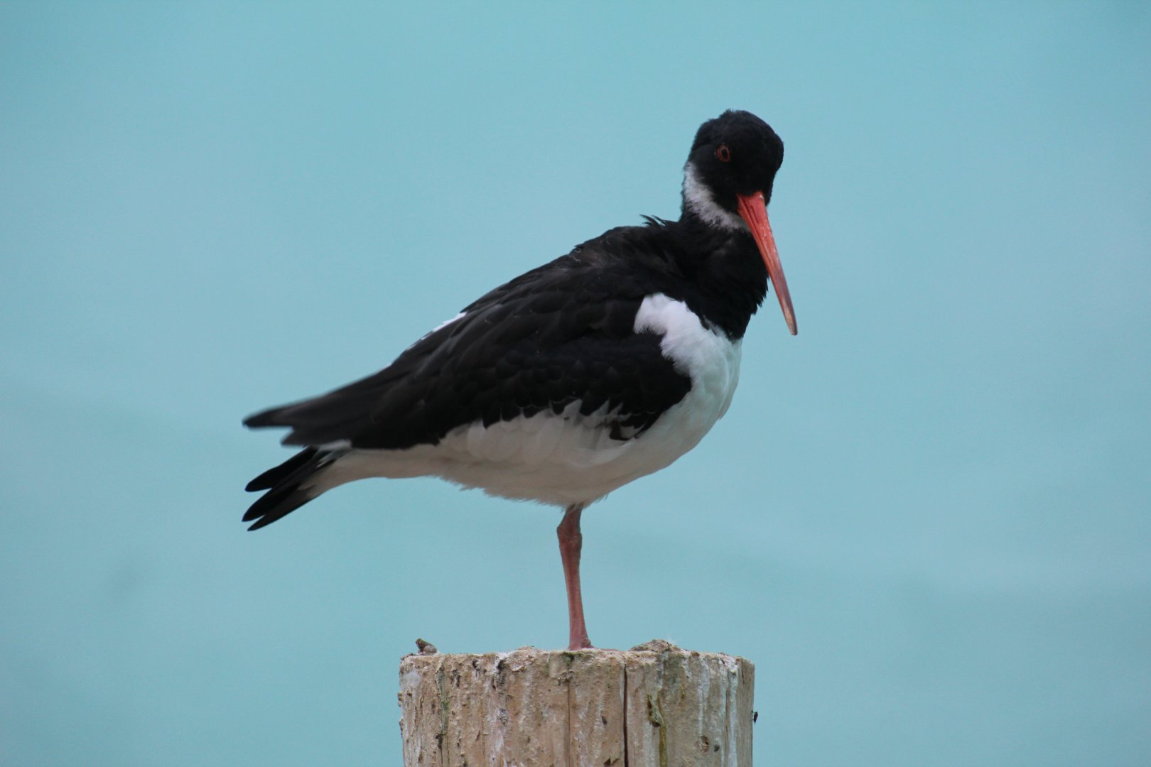 Eurasian Oystercatcher
