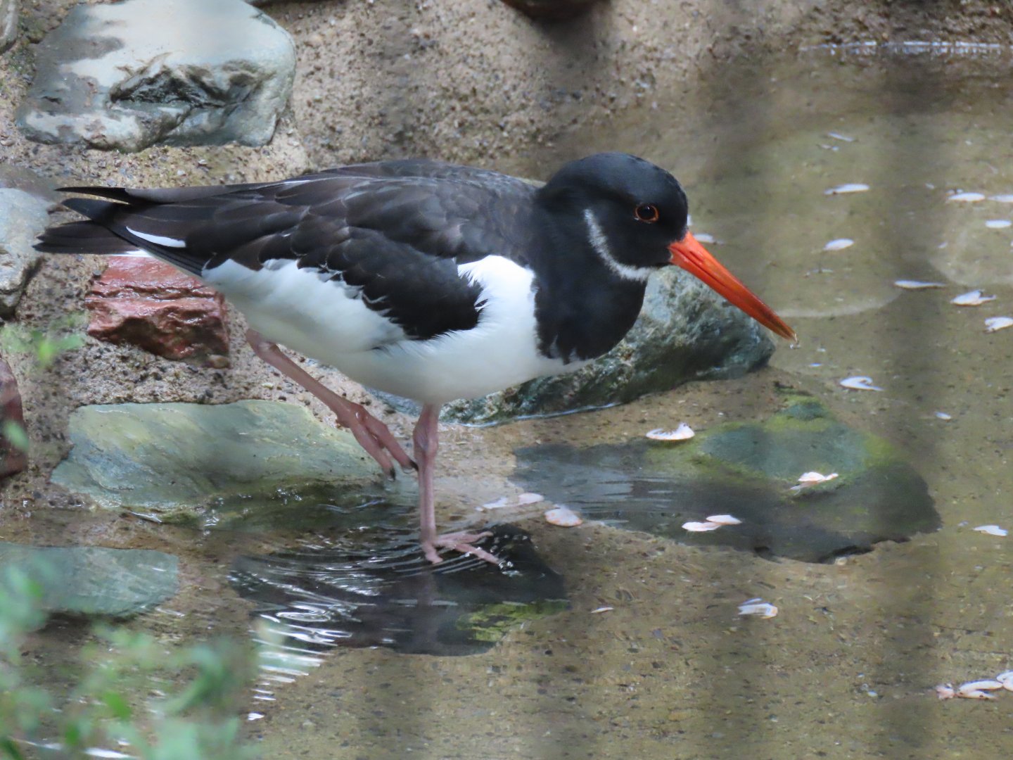 Eurasian oystercatcher
