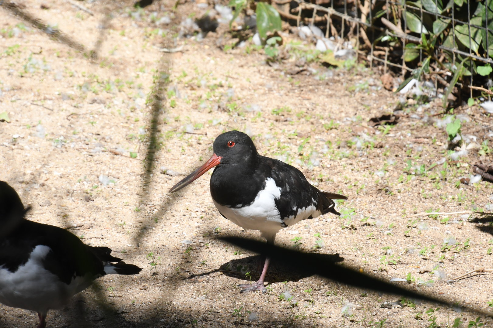 Eurasian Oystercatcher