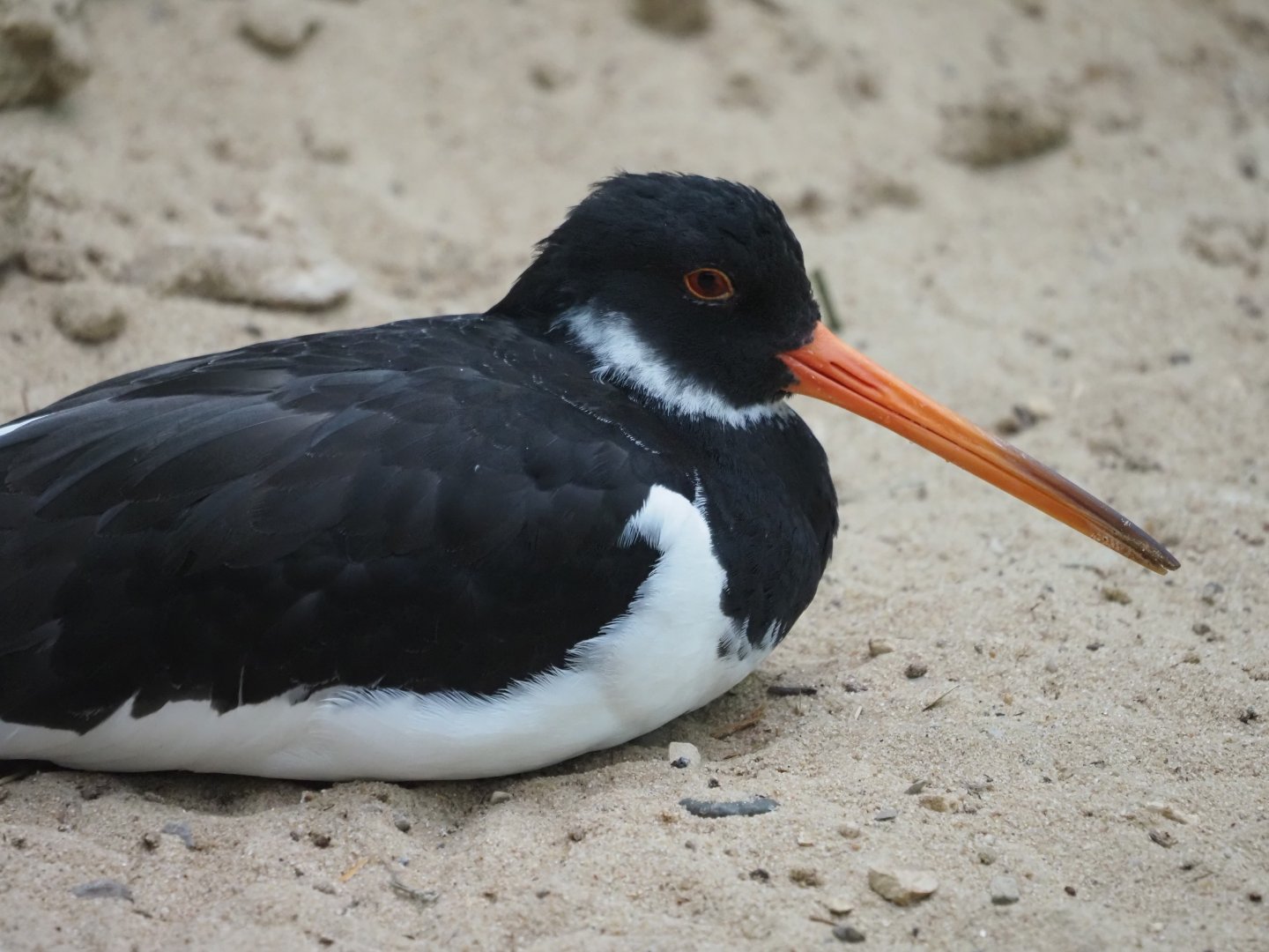 Eurasian Oystercatcher