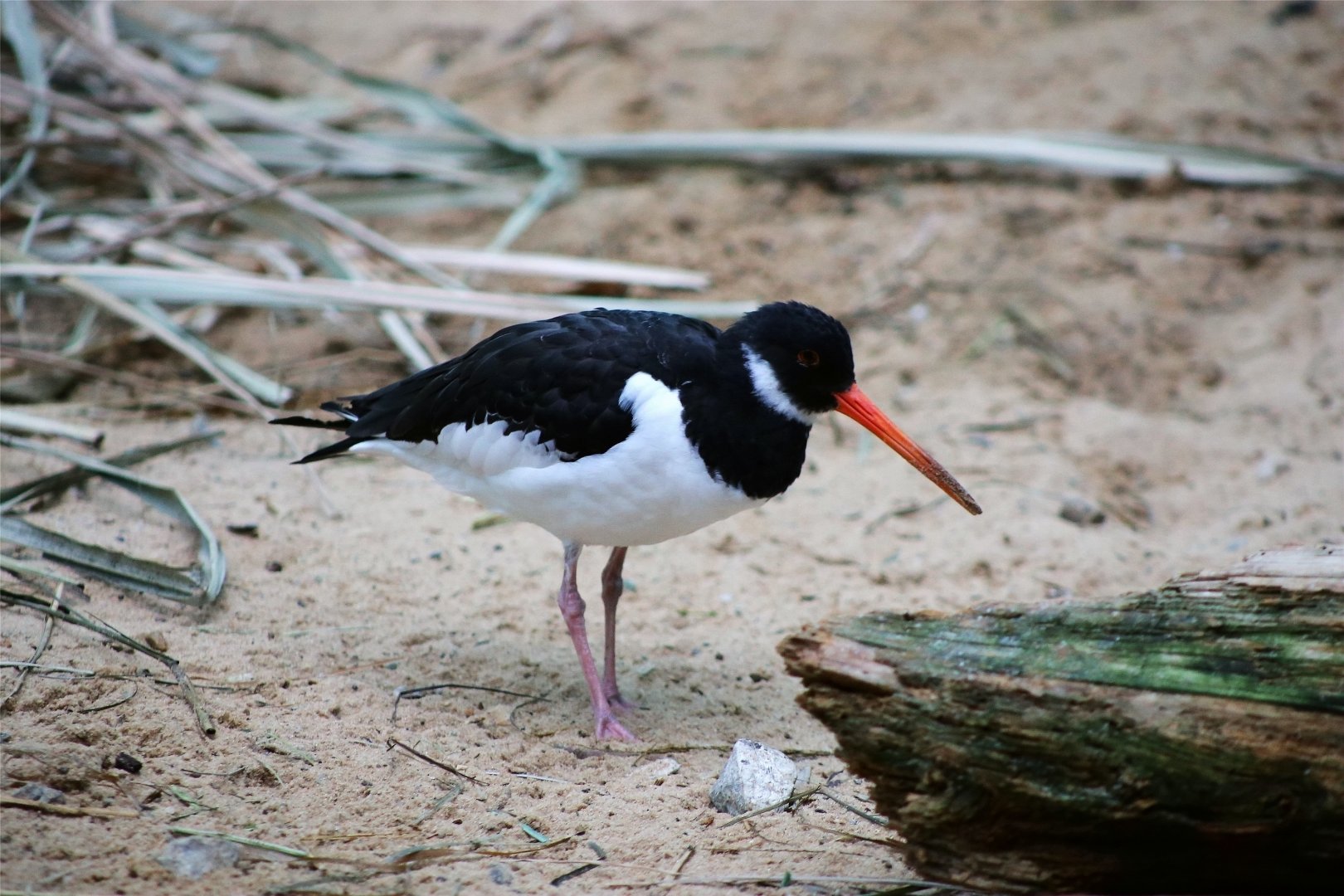 Eurasian Oystercatcher