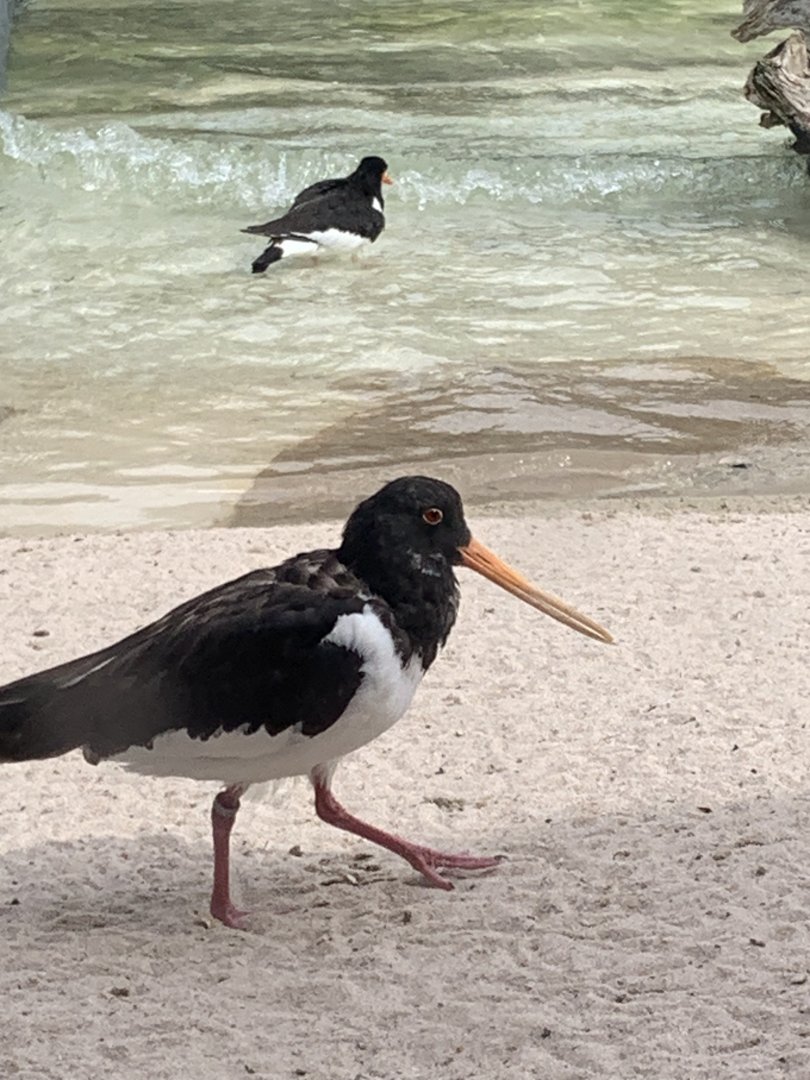 Eurasian oystercatcher