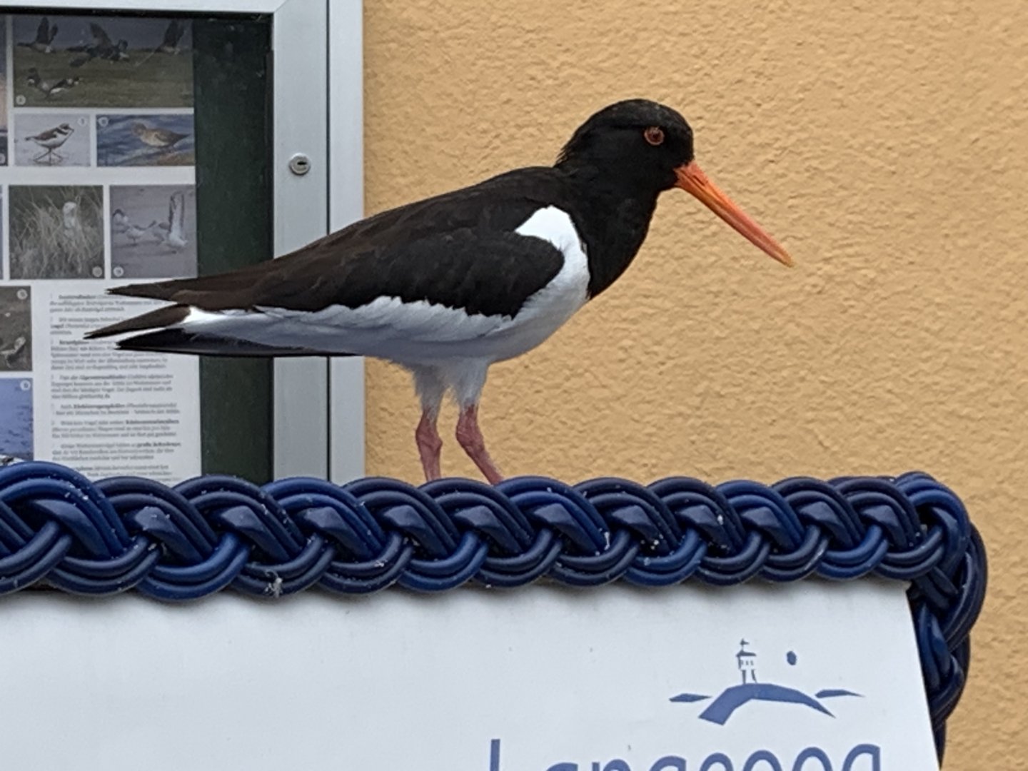 Eurasian oystercatcher