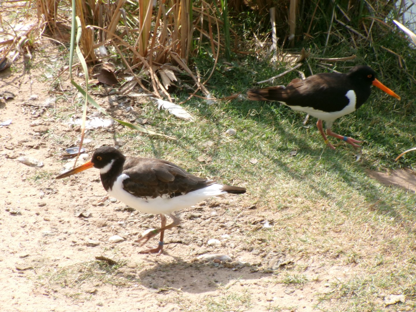 Eurasian oystercatcher