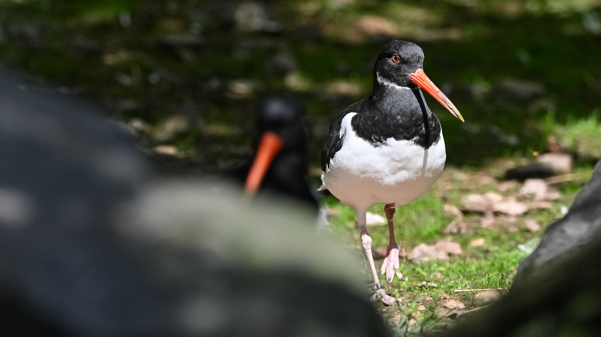 Eurasian oystercatcher