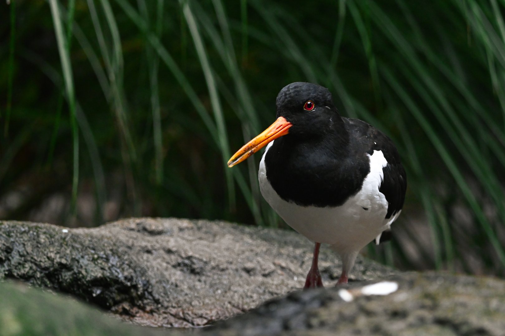Eurasian oystercatcher
