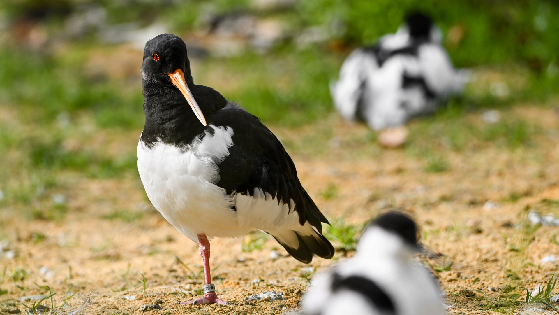 Eurasian oystercatcher