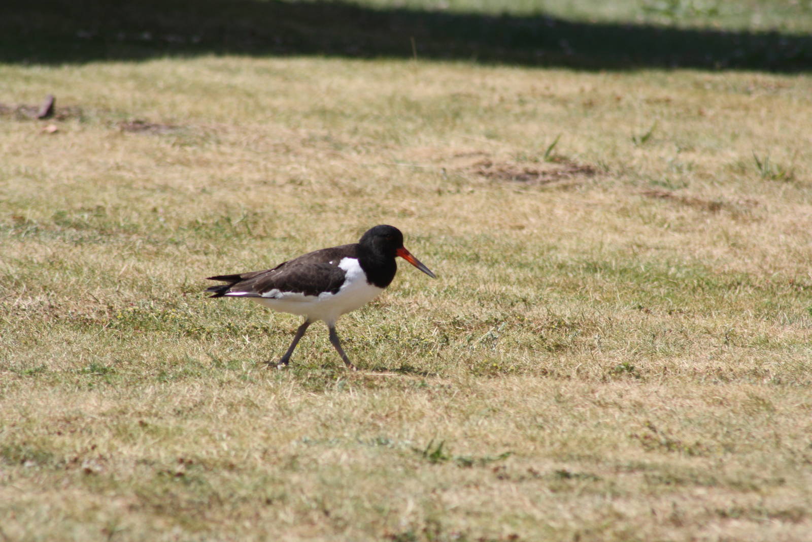 Eurasian Oystercatchers
