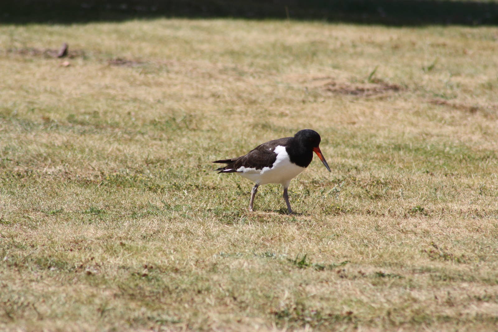 Eurasian Oystercatchers