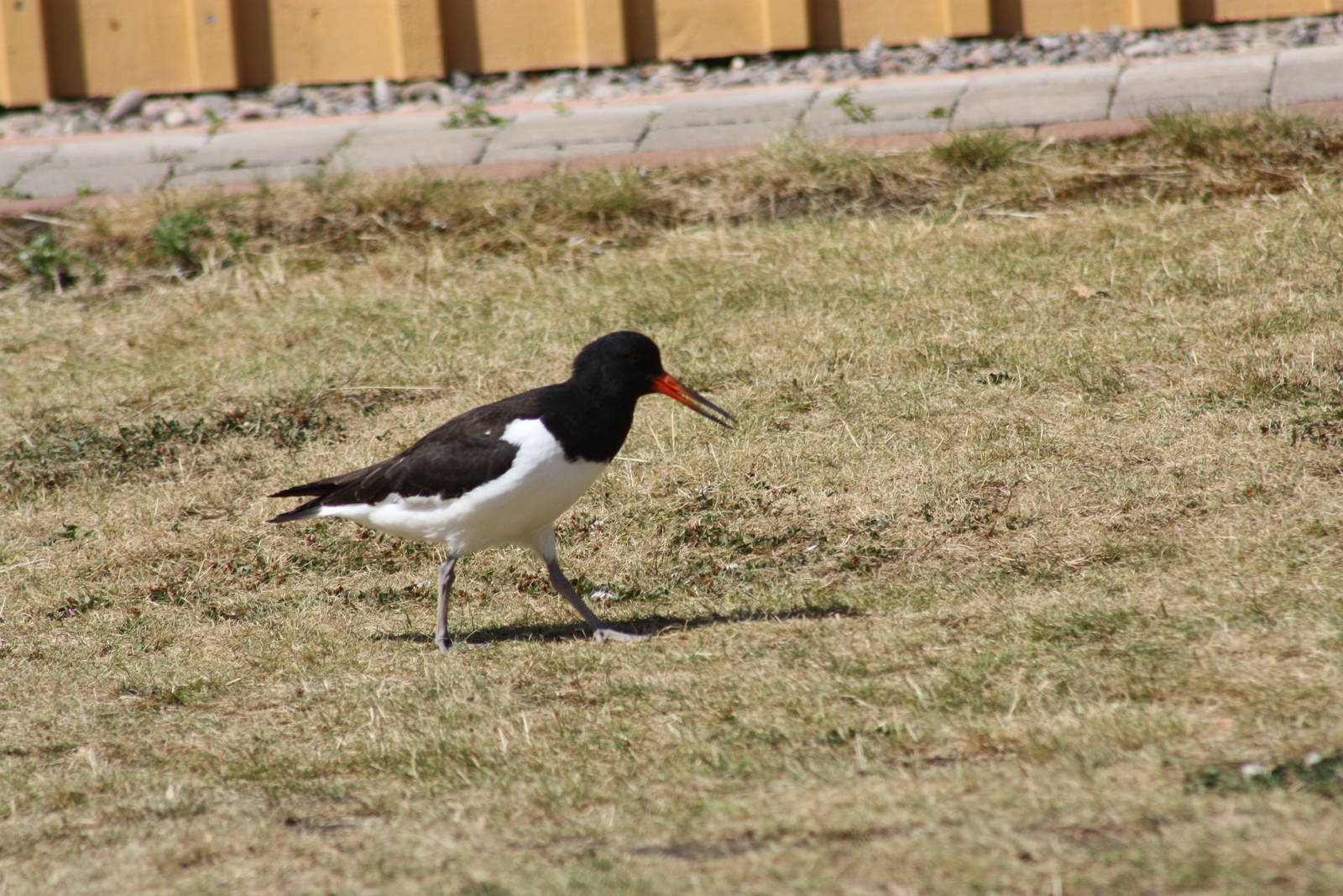 Eurasian Oystercatchers