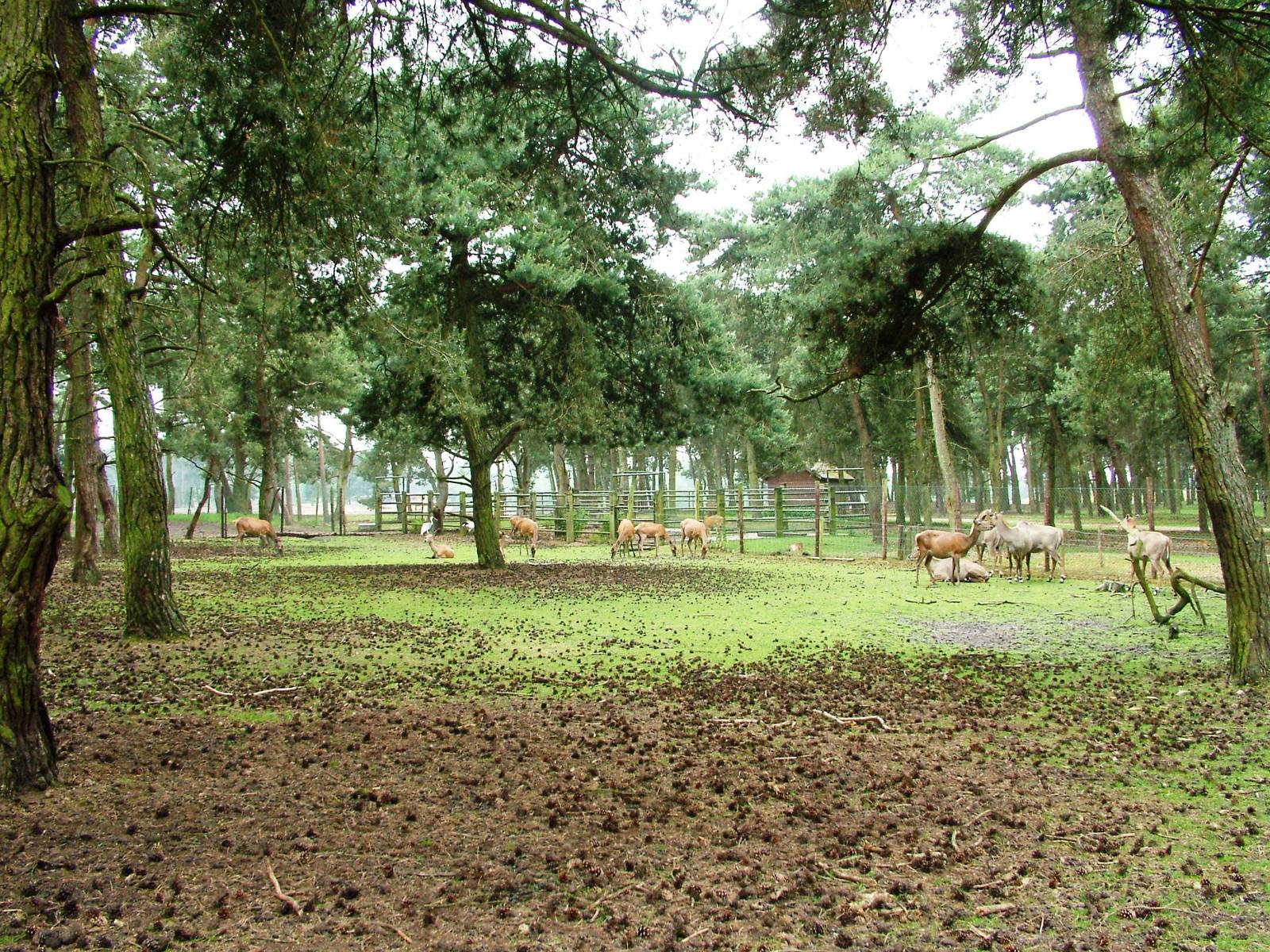 Eurasian Paddock at Beekse Bergen, 31/05/12