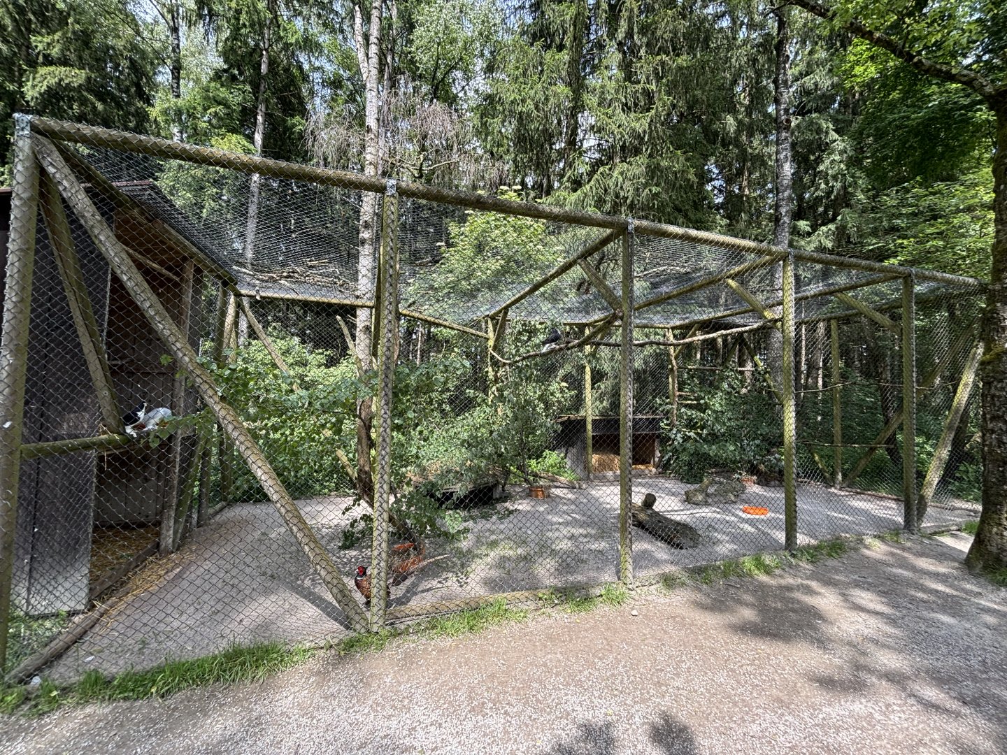 Eurasian Pheasant Enclosure at Wildpark Poing