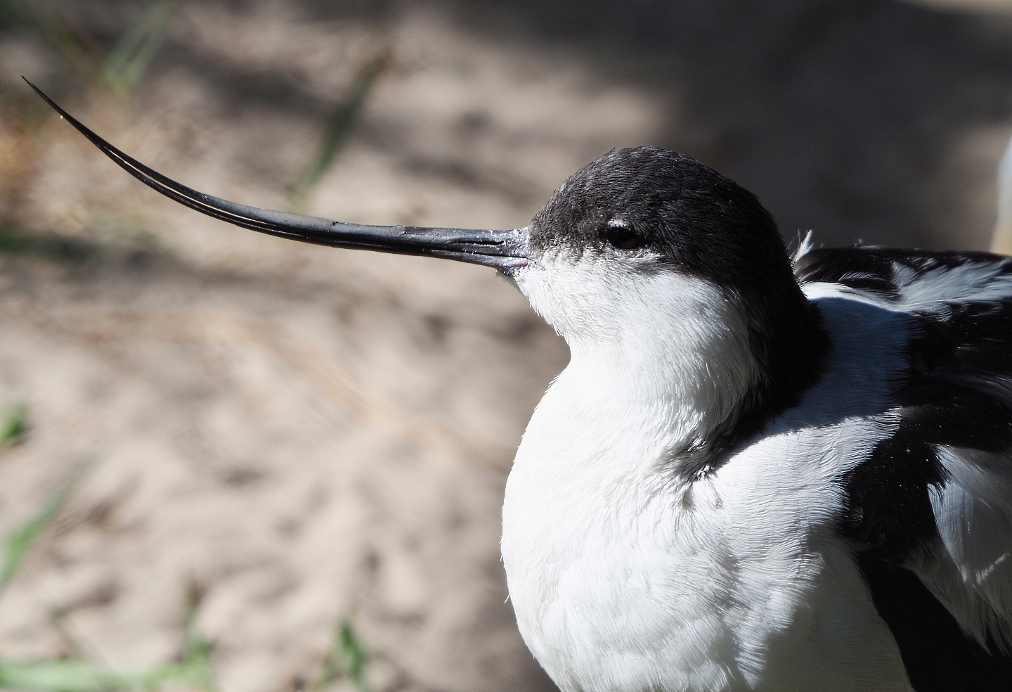Eurasian pied avocet (Recurvirostra avosetta), 2019-09-21
