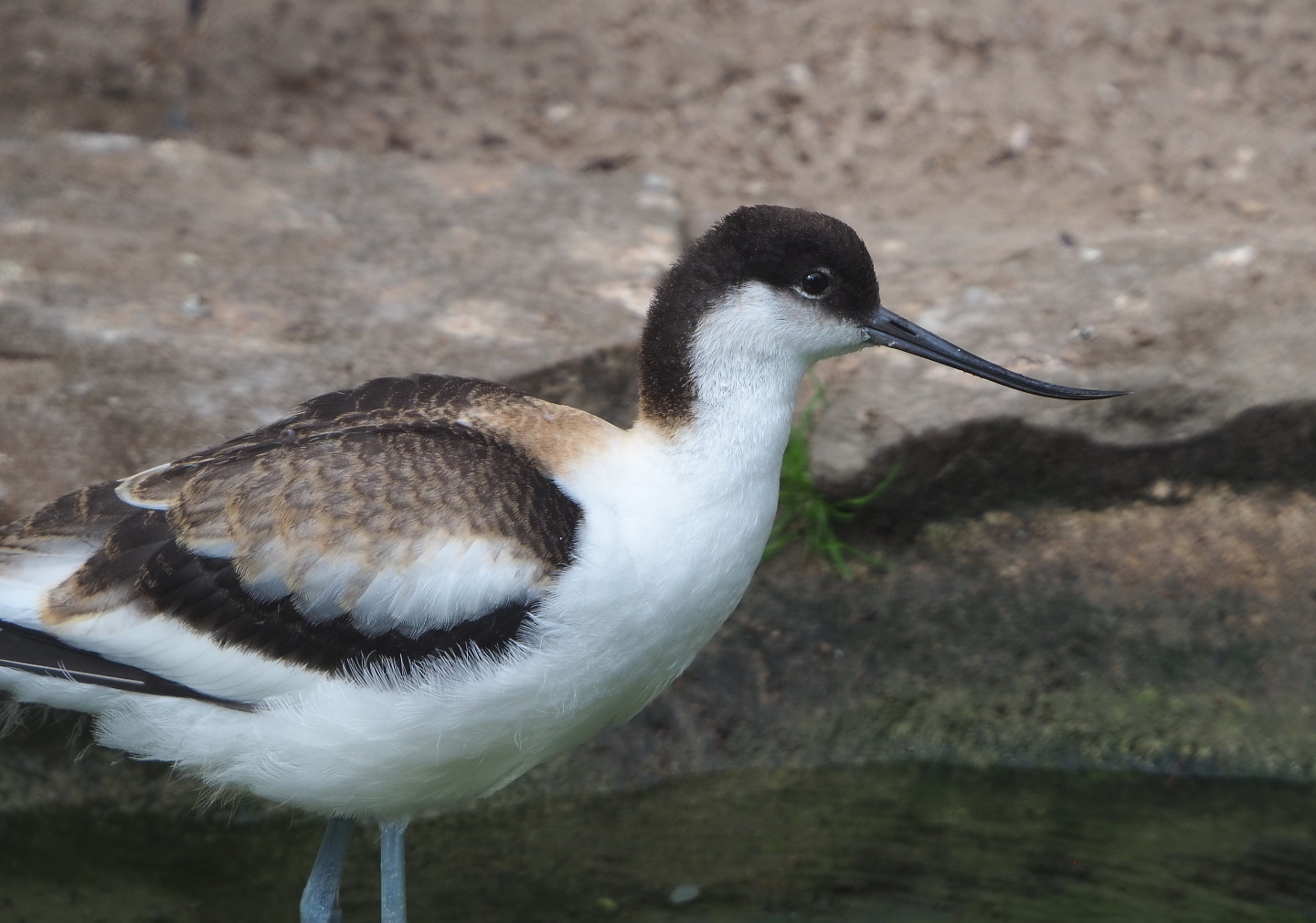 Eurasian pied avocet (Recurvirostra avosetta), 2021-06-12