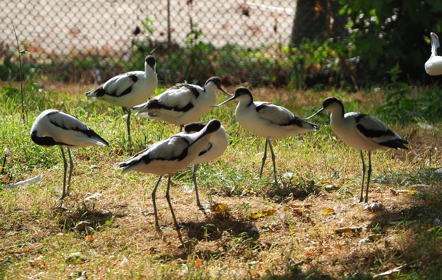 Eurasian pied avocets (Recurvirostra avosetta), 2020-08-15