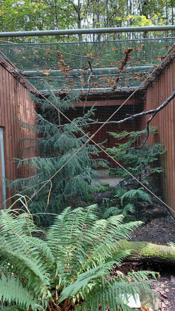 Eurasian pygmy-owl aviary