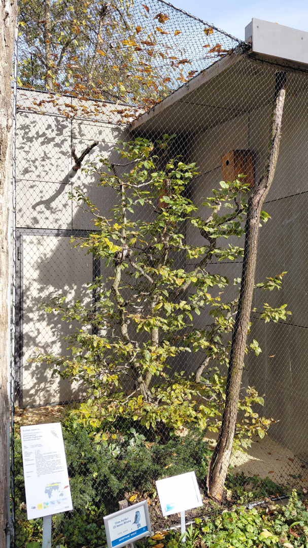 Eurasian pygmy owl exhibit