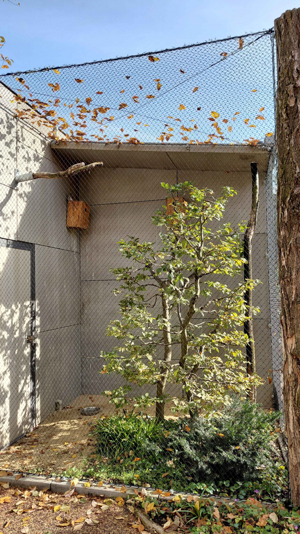 Eurasian pygmy owl exhibit