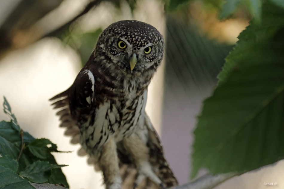 Eurasian pygmy owl (Glaucidium passerinum)
