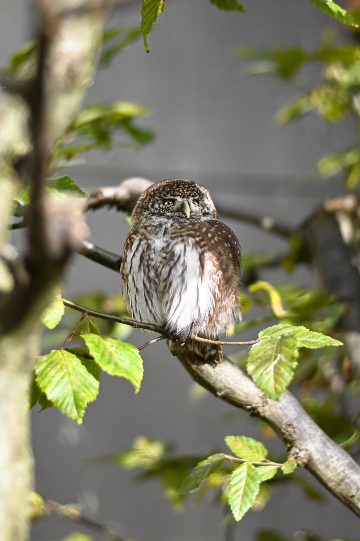 Eurasian pygmy owl