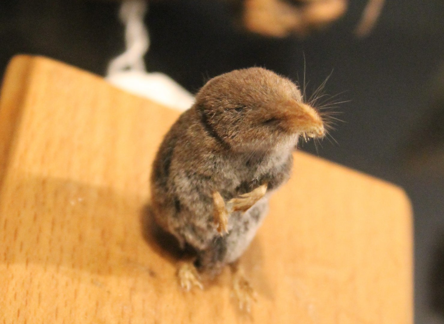 Eurasian pygmy shrew