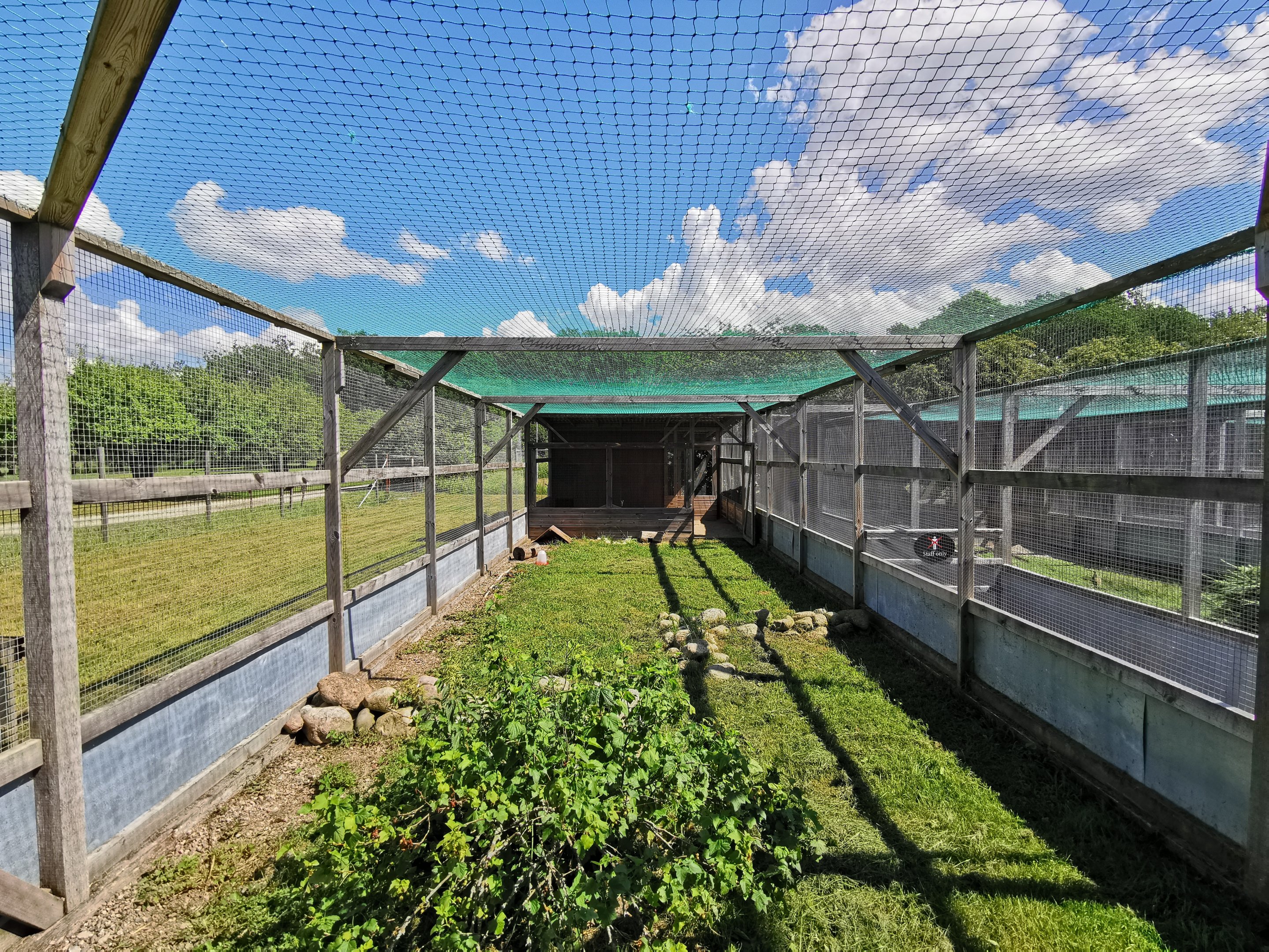 Eurasian quail aviary
